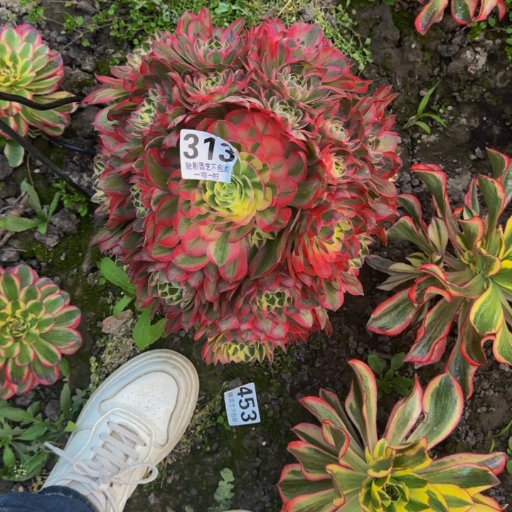 海王花27-16包邮花花