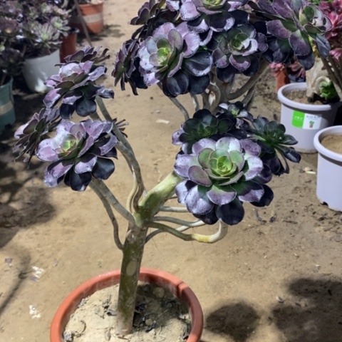 988妖桩圆叶1234567788