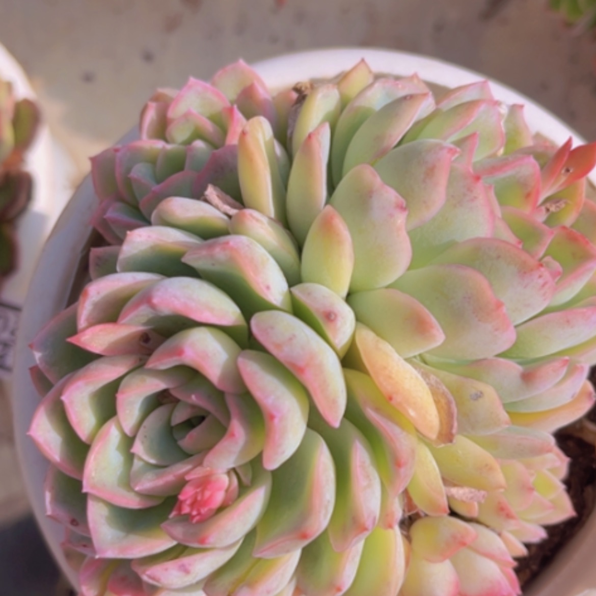 【闪购商品】莎莎06235