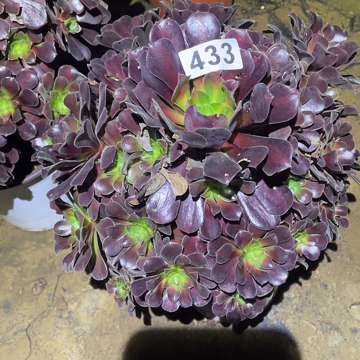 多肉植物断枝不包433花呐