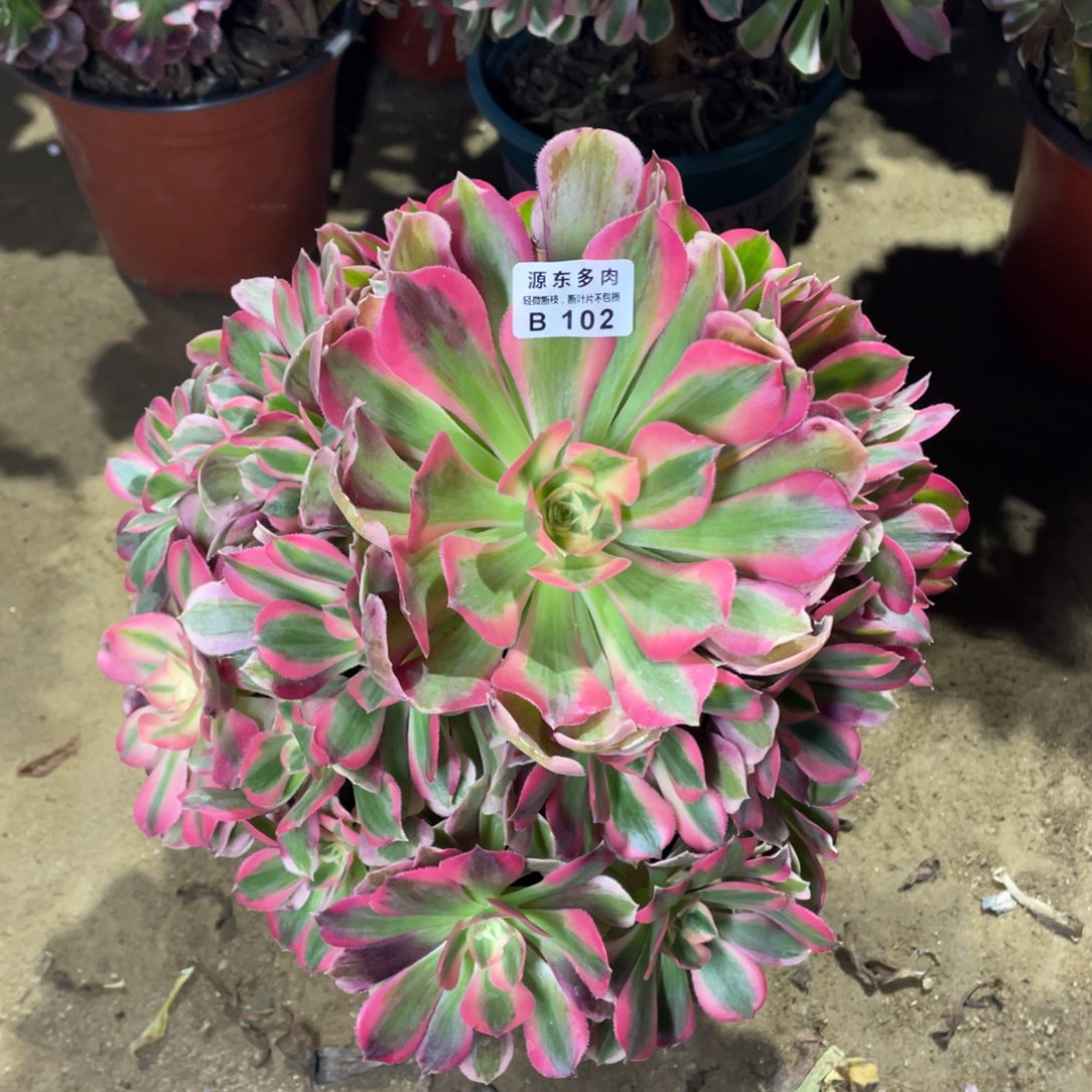 102青苹果多肉法师断枝不包