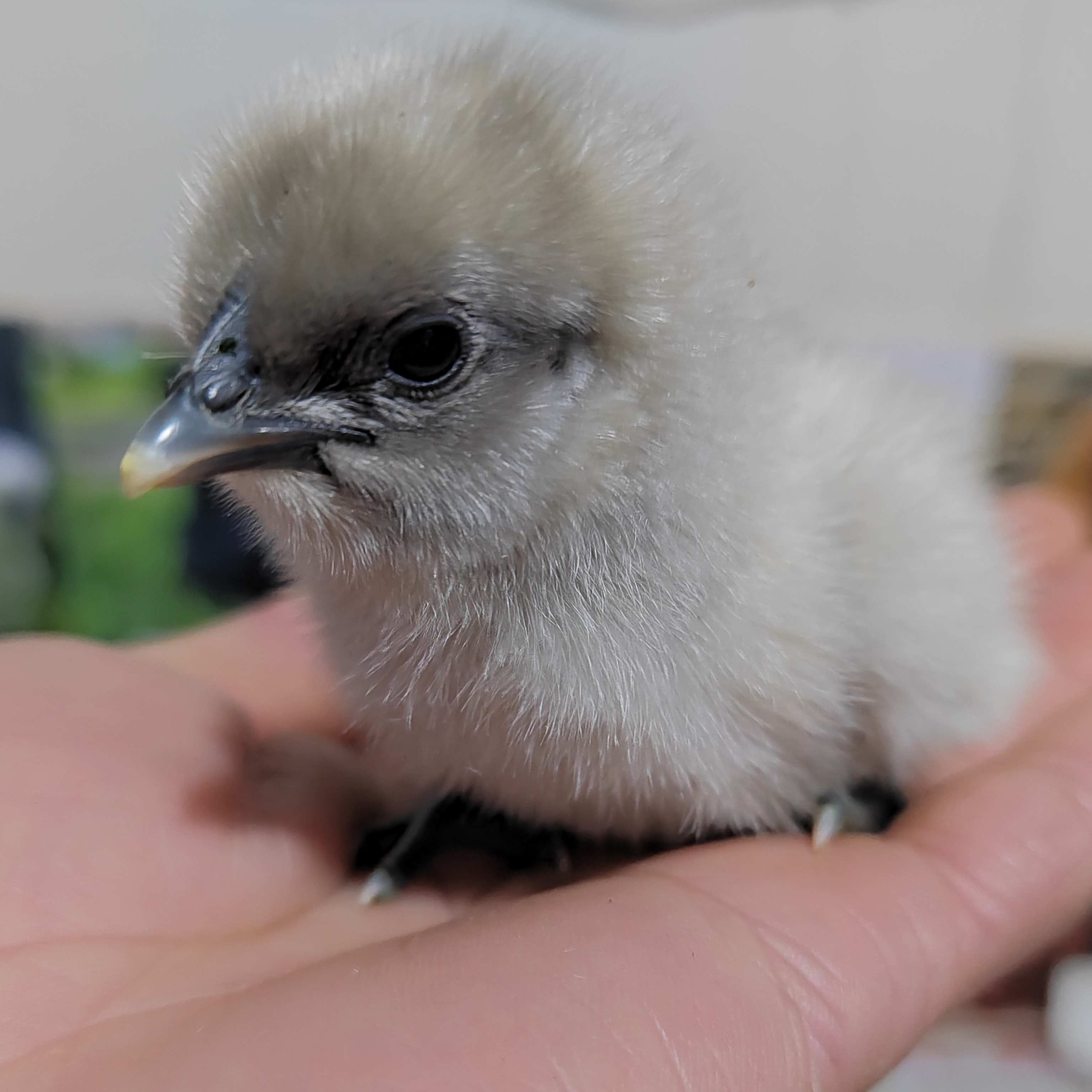 宠物瓦灰鸡崽顺丰发货