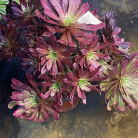 红胭脂多肉植物5454