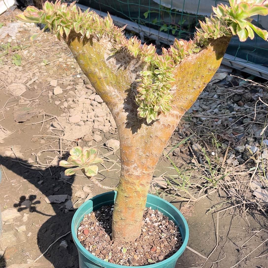 燕姿缀化漂亮漂亮