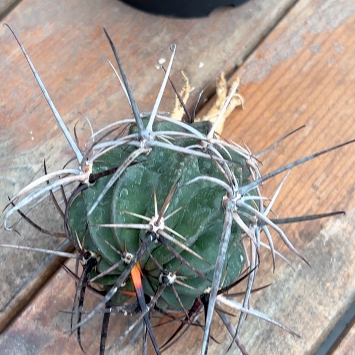 林*军仙人球实生狂风丸