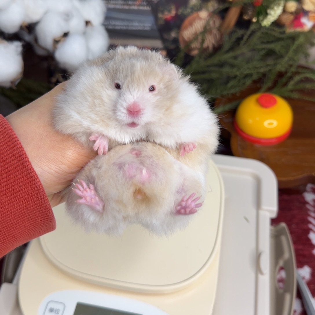 鸽灰波弟弟11.08生日