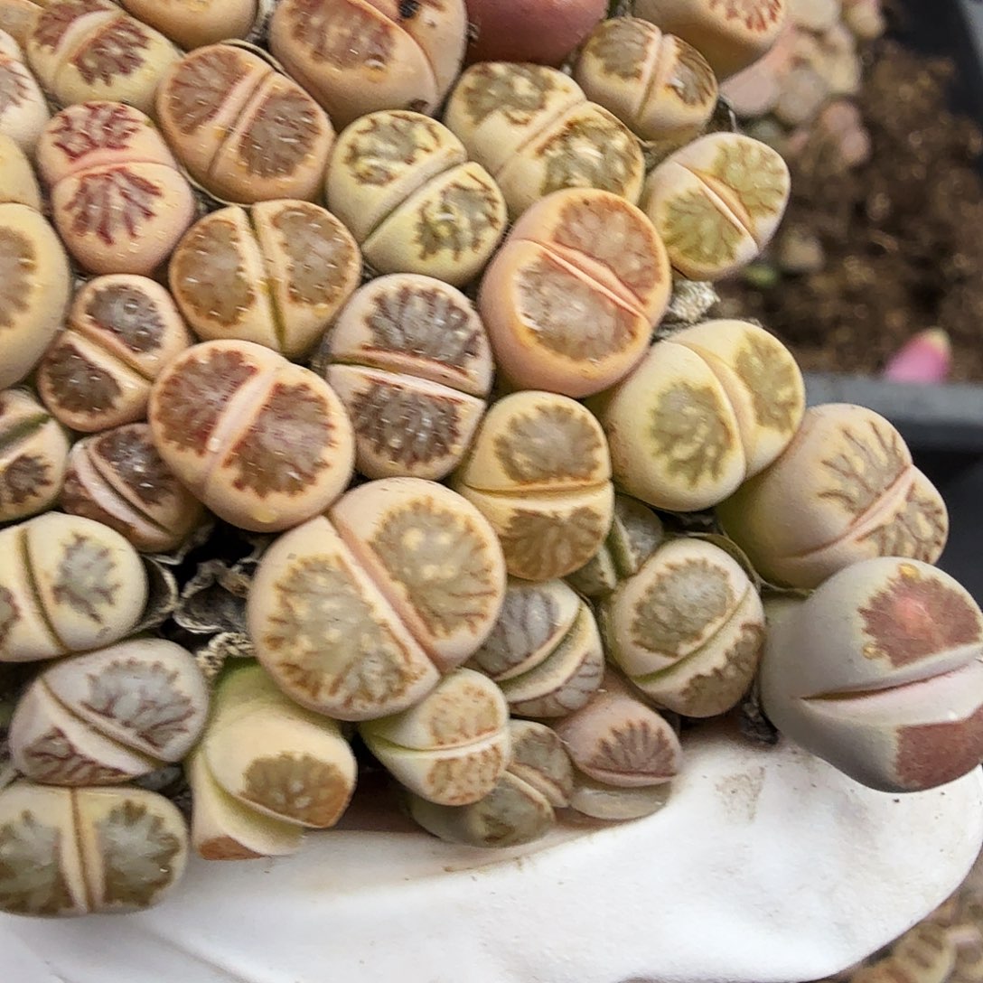 好喜欢看肖蘸唱歌542不