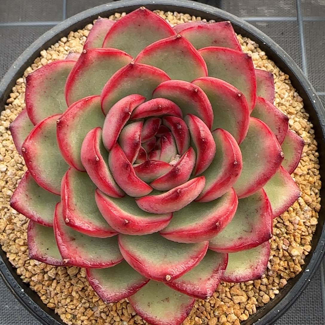 从前慢花园精选万宝龙