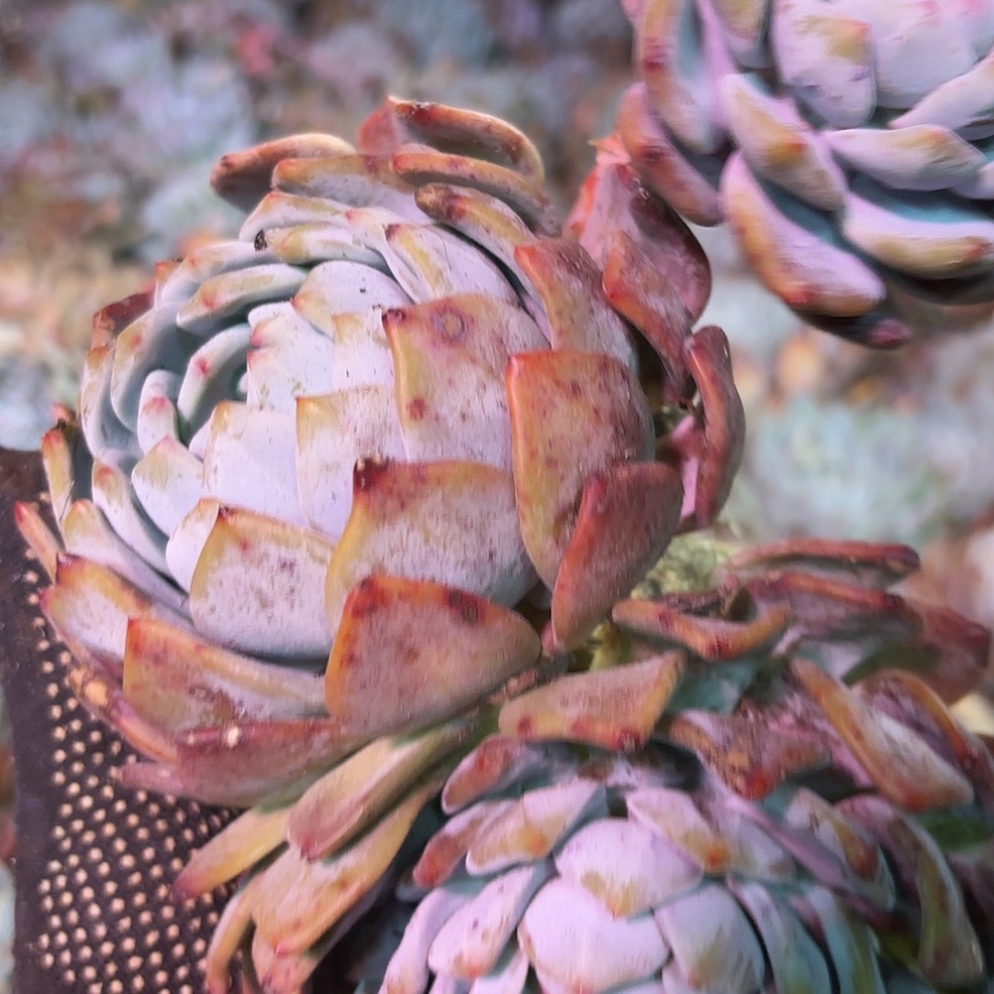 竞拍梦里三个头包邮包邮