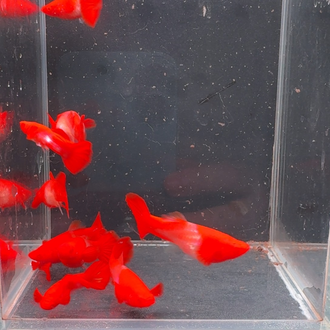 孔雀鱼双分水3公7母