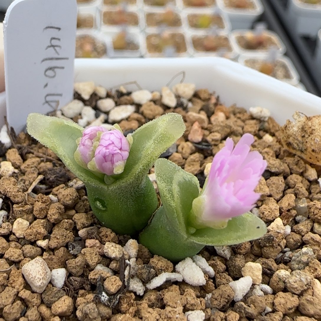 11.7爱萌多肉福利特8068