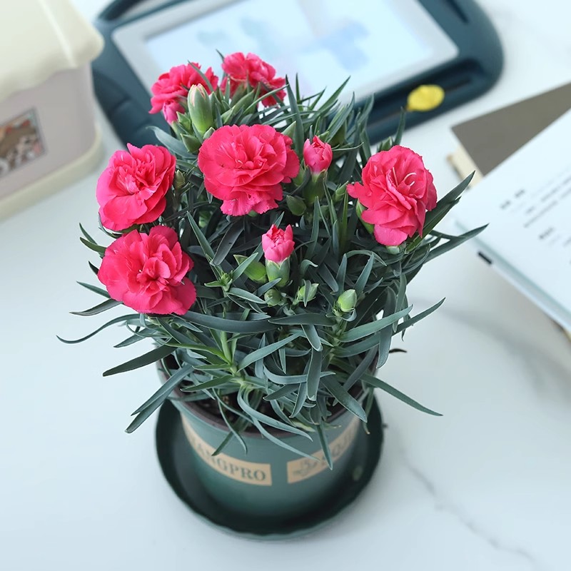 康乃馨盆栽花苗四季开花室内花园阳台花卉植物带花苞发好养多年生