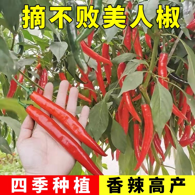 【满5包包邮】摘不败美人椒种子大树红尖椒红辣椒种子特香辣四季