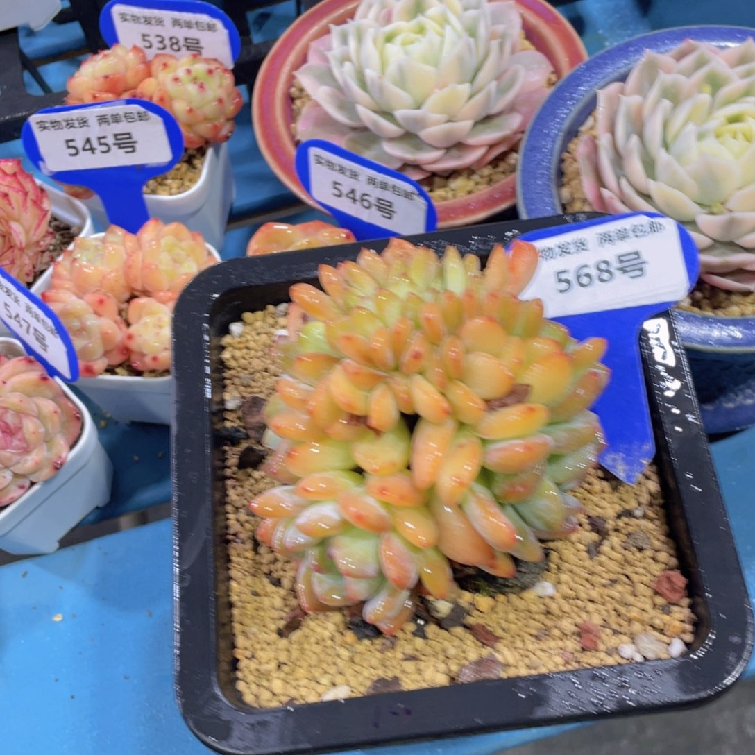 568号 龙头全状态全明星缀化