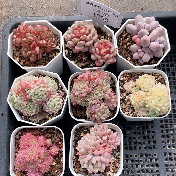 薇薇安园艺多肉1256
