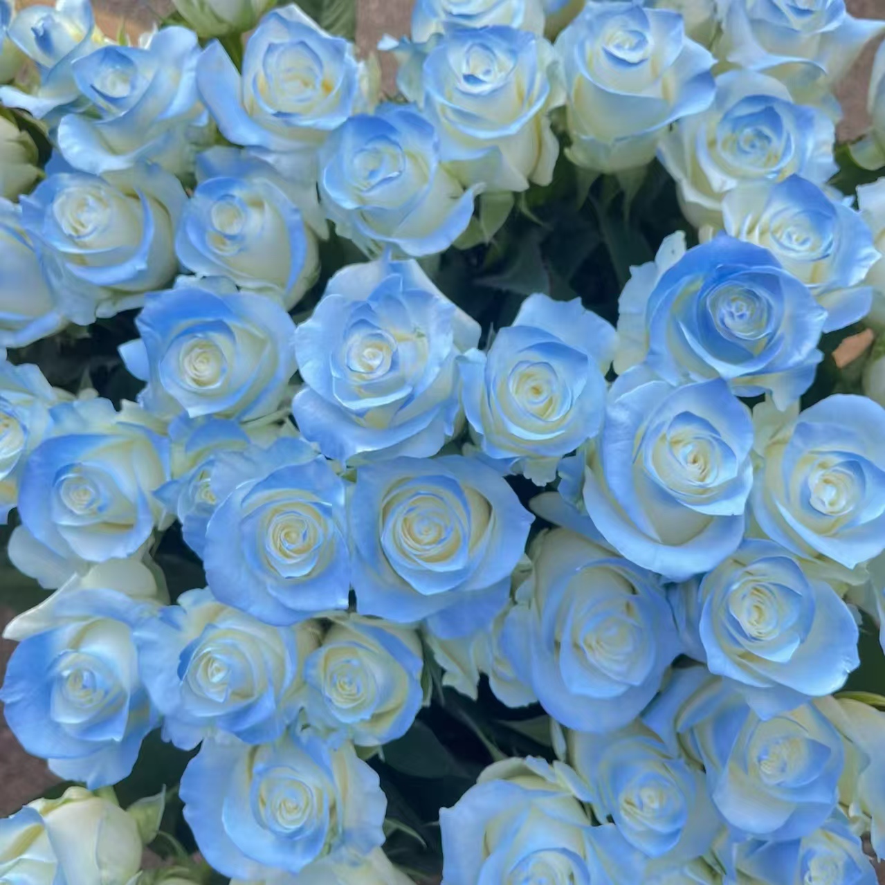 洛神+碎冰蓝+香槟玫瑰+粉红雪山+苏菲泡泡+洋桔梗+黄莺