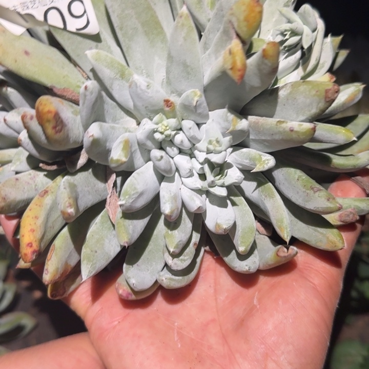 3代杂交仙女杯多肉福利