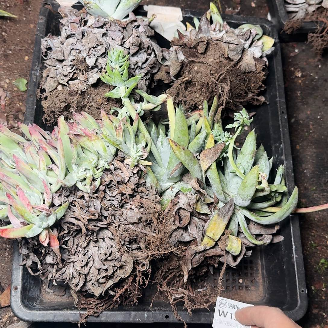 1308瑕疵四颗多肉