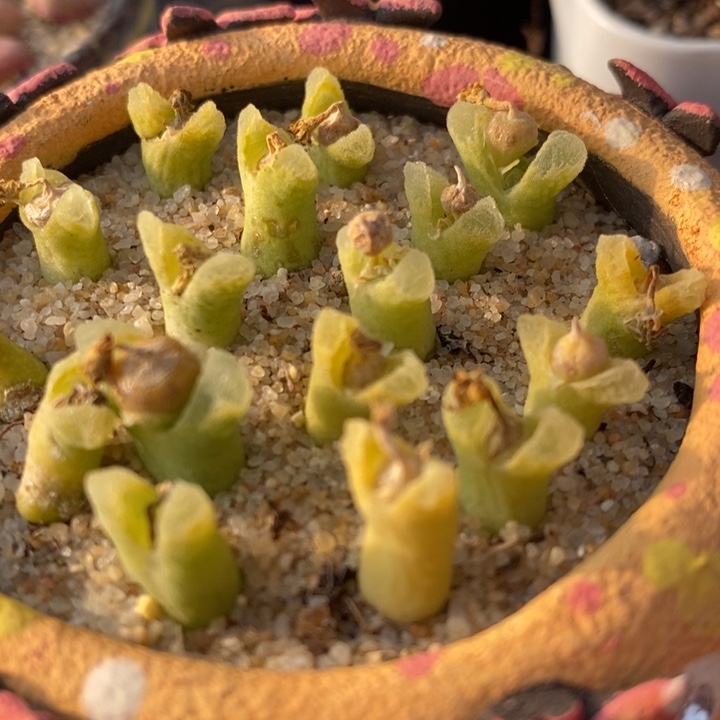 冰风铃一颗冰风铃