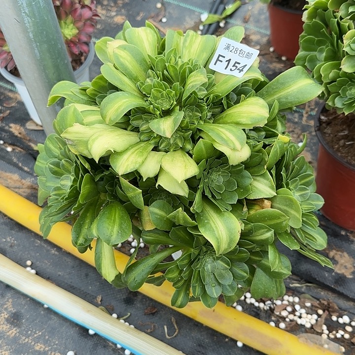 154荟萃多肉植物