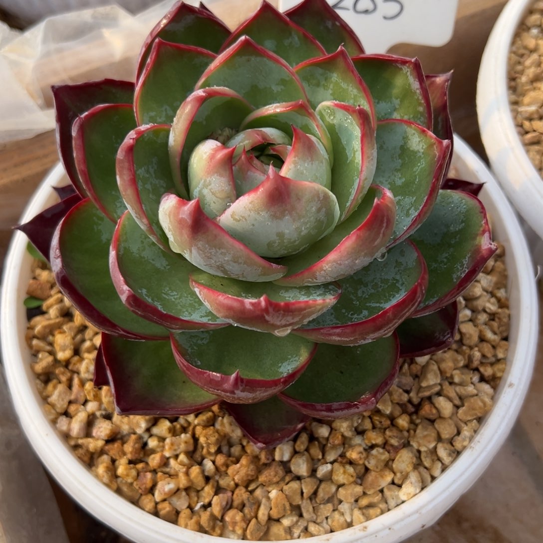 纯***瓜惊鸿仙子一物一拍1203号