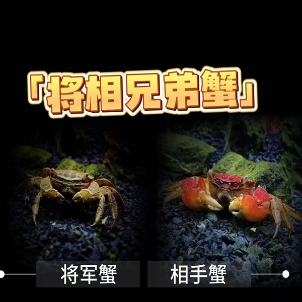 兄弟蟹（红螯相手蟹+将军蟹）淡水观赏宠物蟹桌面饲养的可爱小螃蟹