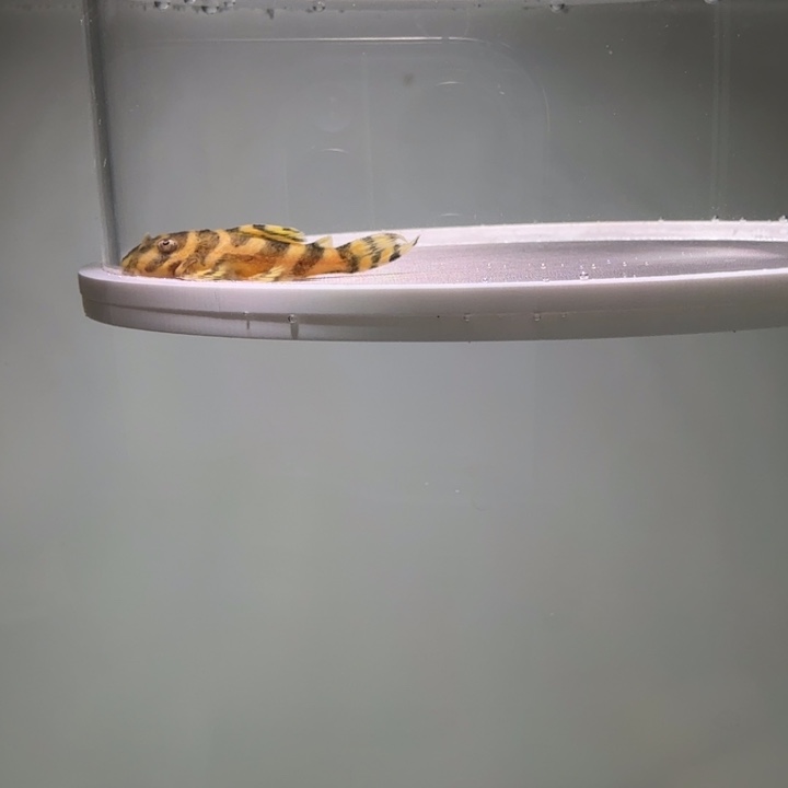 清道夫鱼皇室帝王迷宫