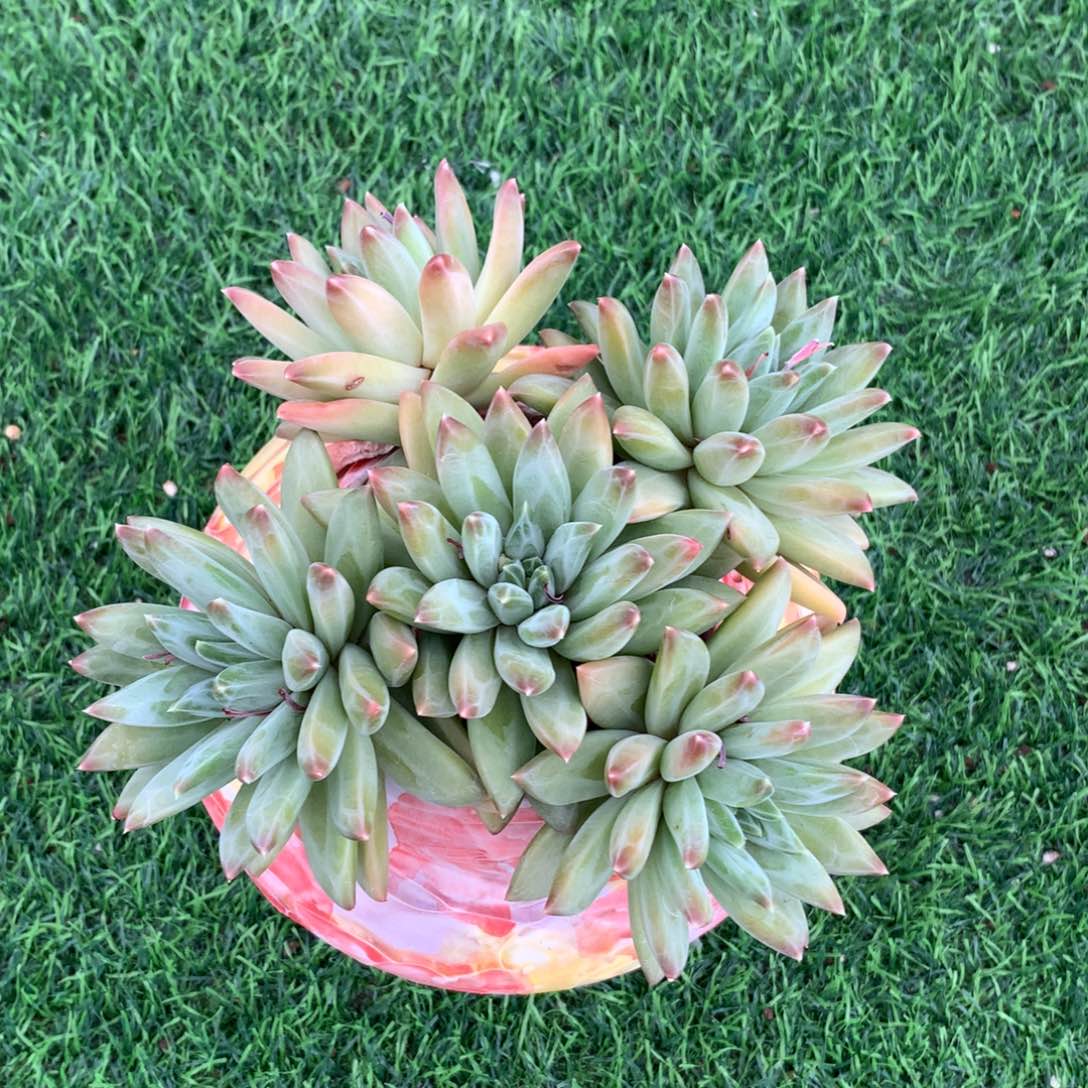 多肉植物一物一拍