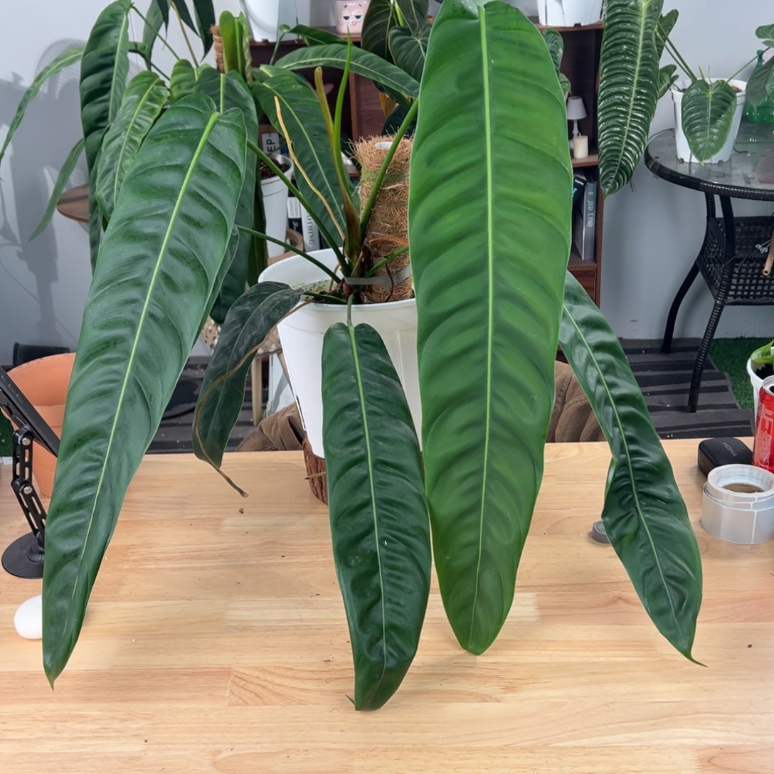 完全开放原种大pp叶长61