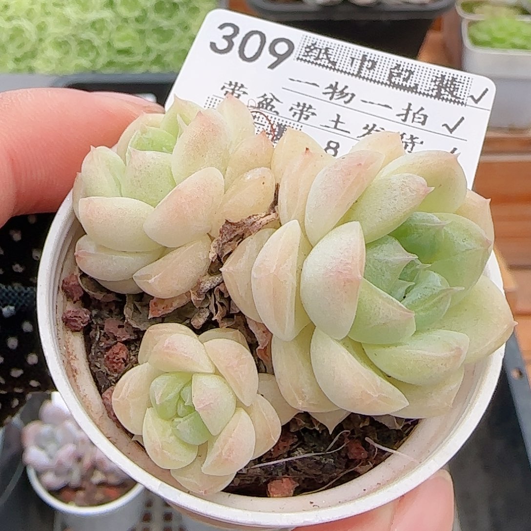 多肉0811-309白桃汽水