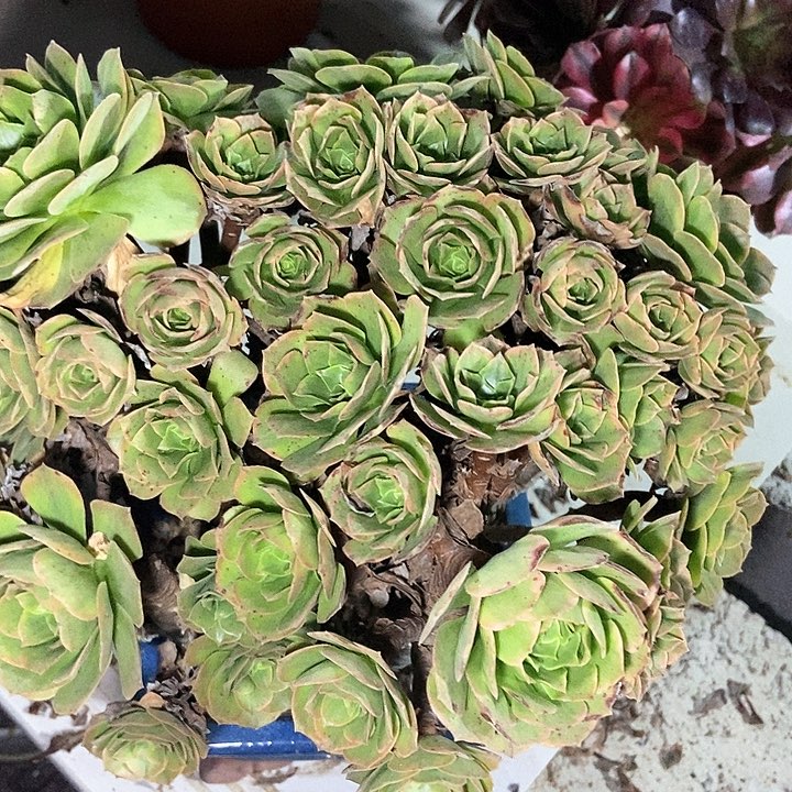 知夏丛林大老桩特价