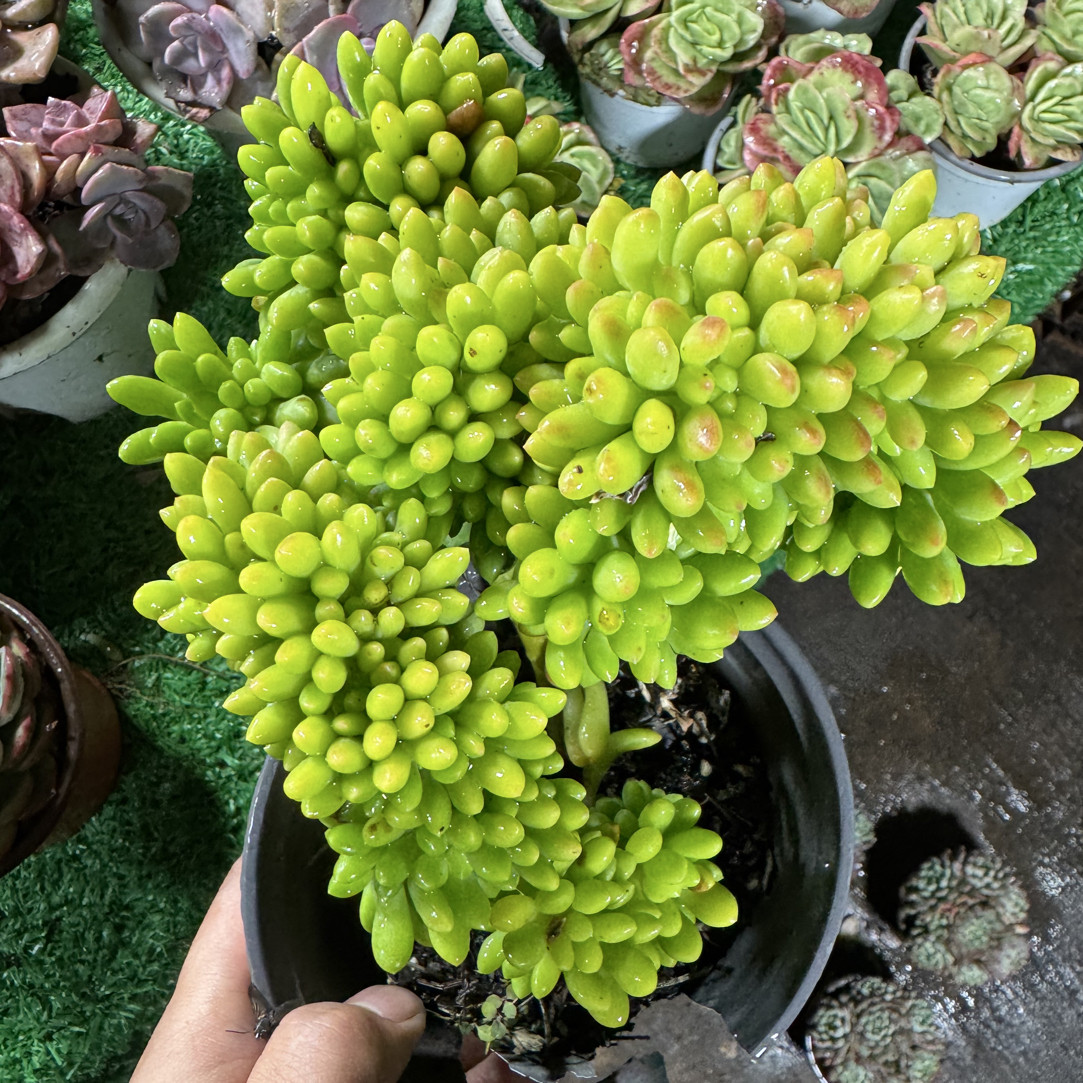 春萌缀化多肉 满15包邮