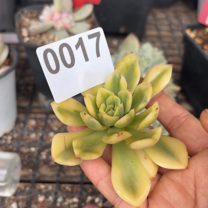 头盖锦无根多肉植物满18包邮当场凑单