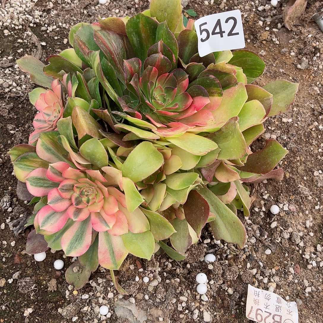 多肉植物七彩542