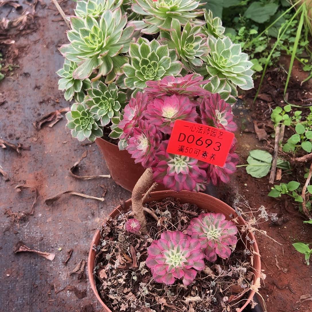 693多肉植物、祝融
