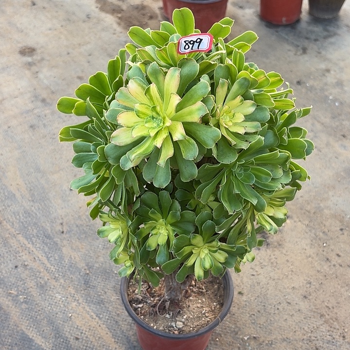 霓裳899多肉植物法师