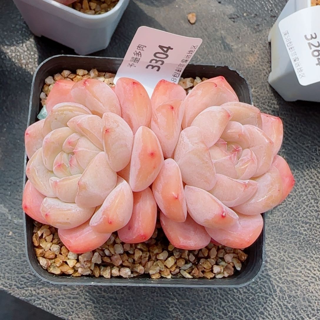 厚梦无砍，3304多肉