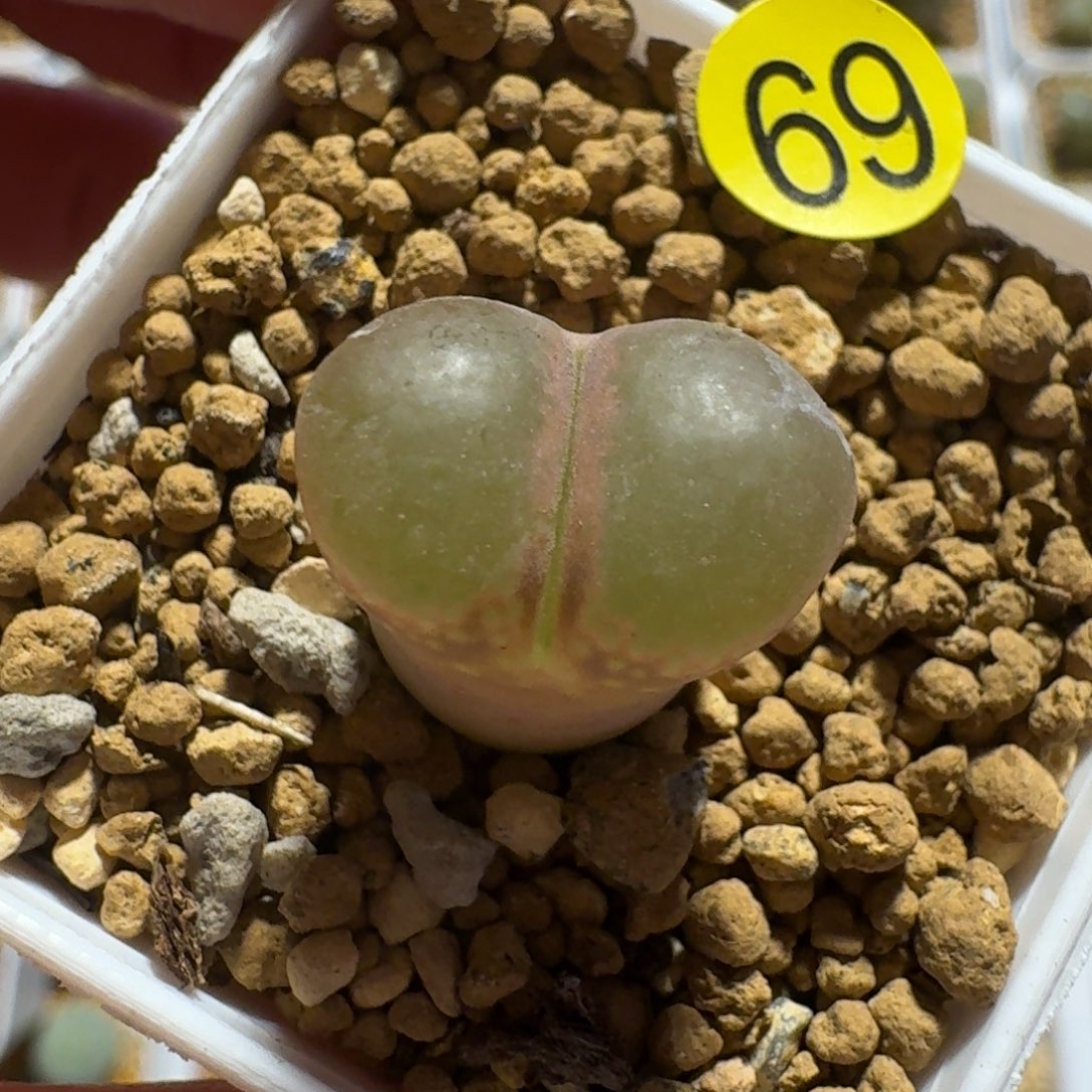 ࿐****69......多肉.........天热发