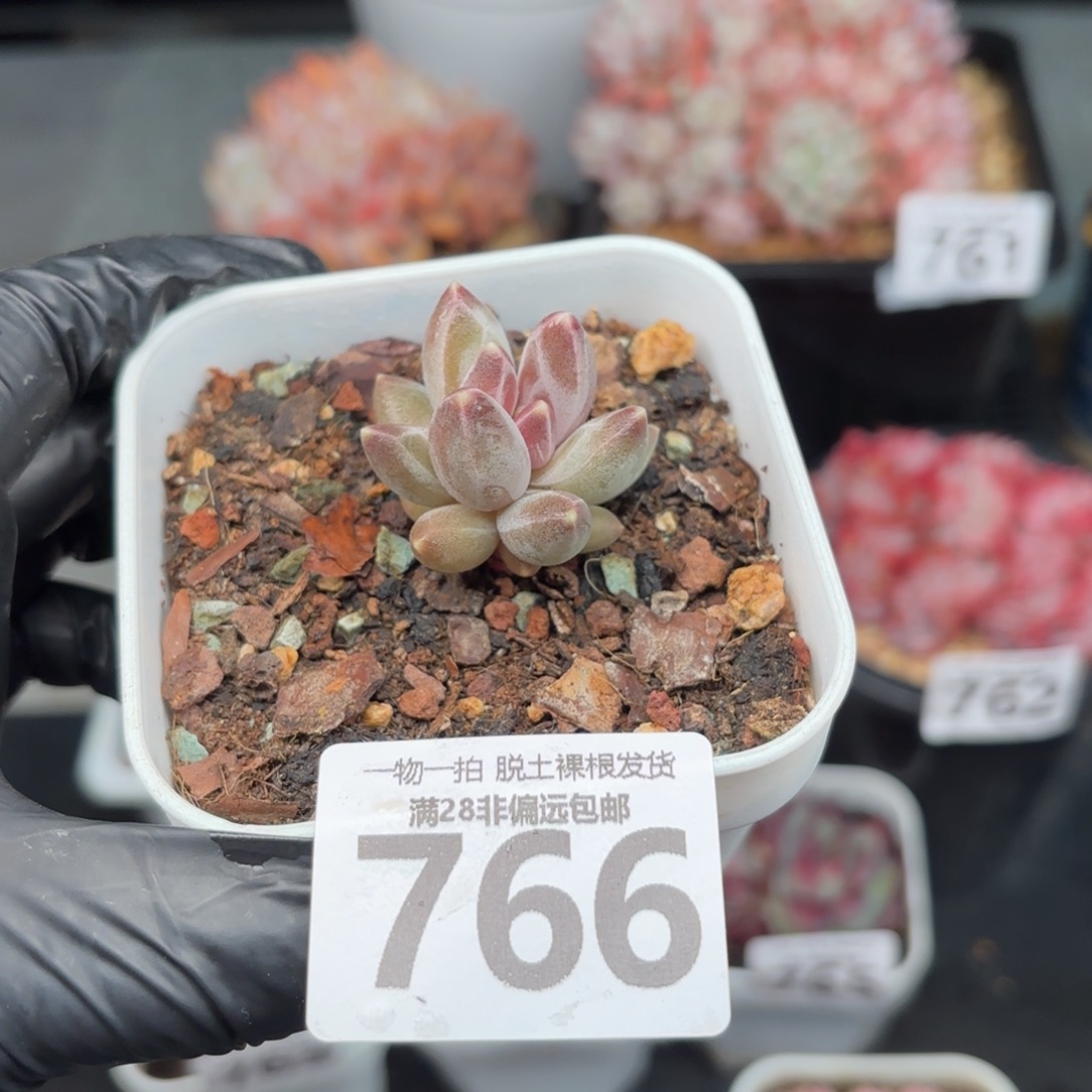 小乌拉克拉无盆土发货