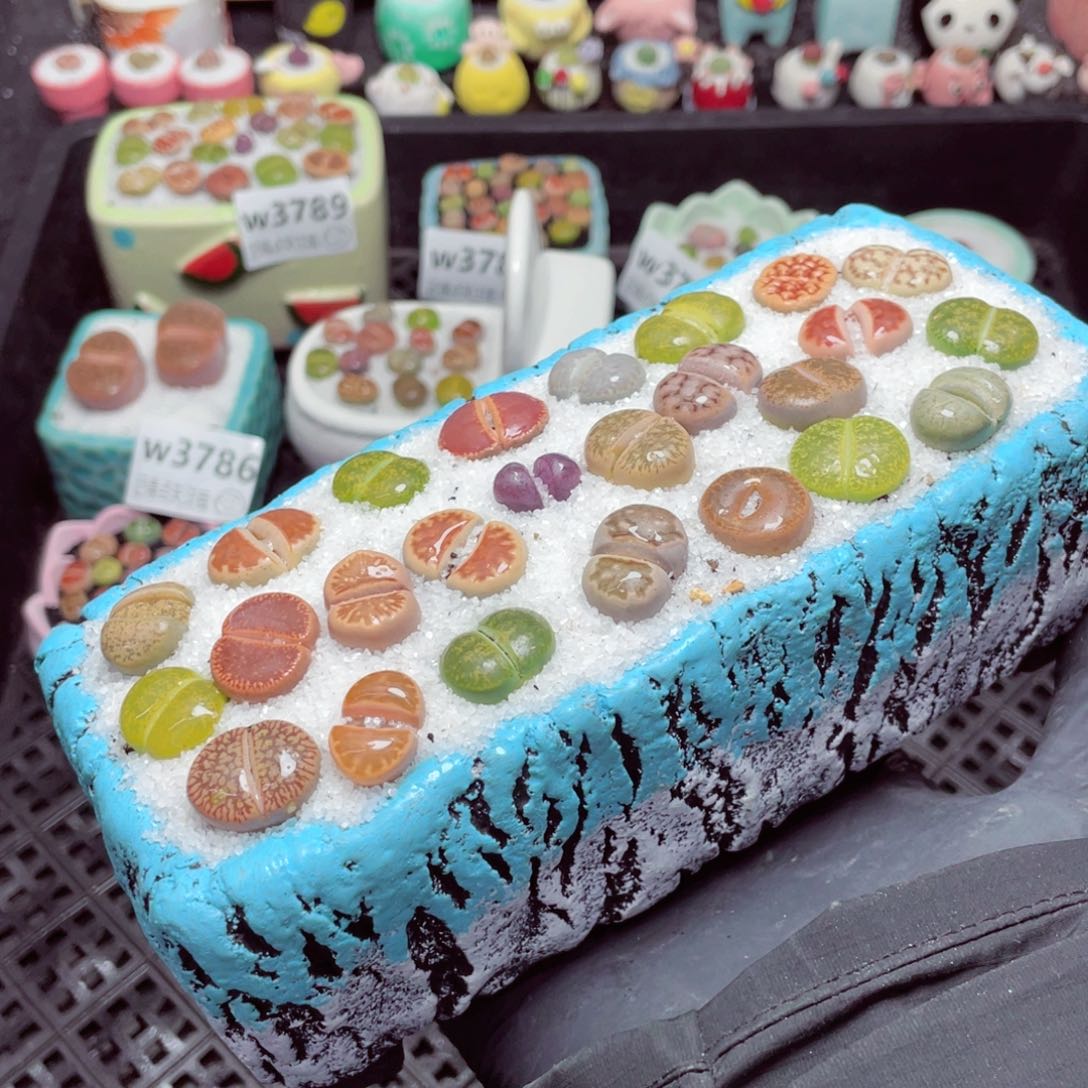 w3790--带盆土发货，零下地区拍保温箱