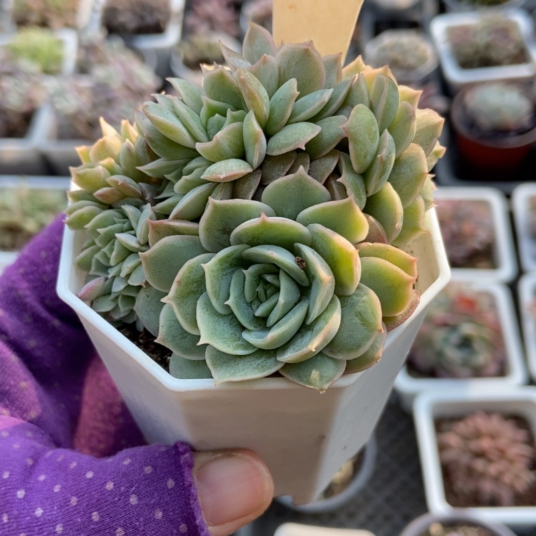 994盎司诺缀多肉植物多肉