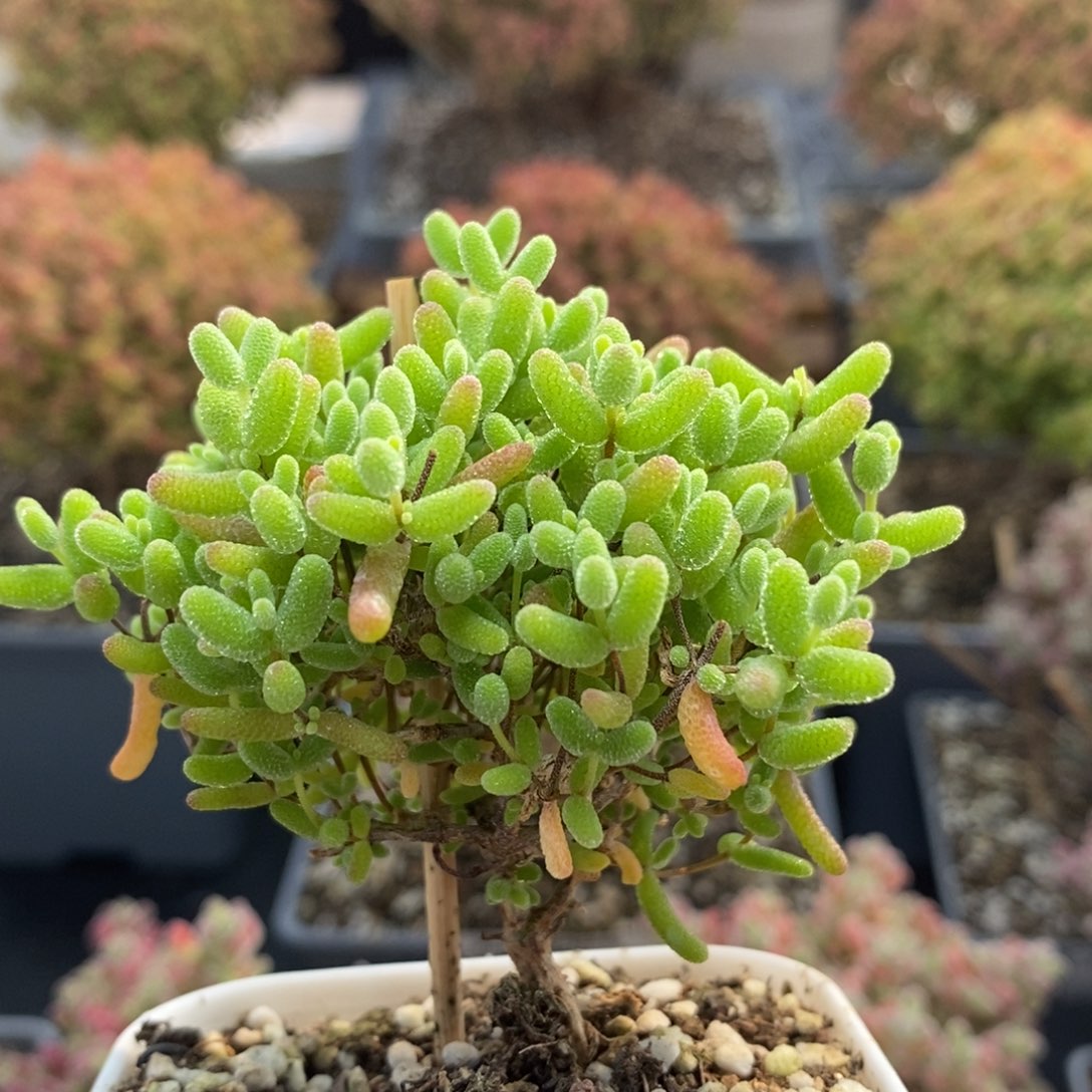 蜜橘糖球5015枝干番杏