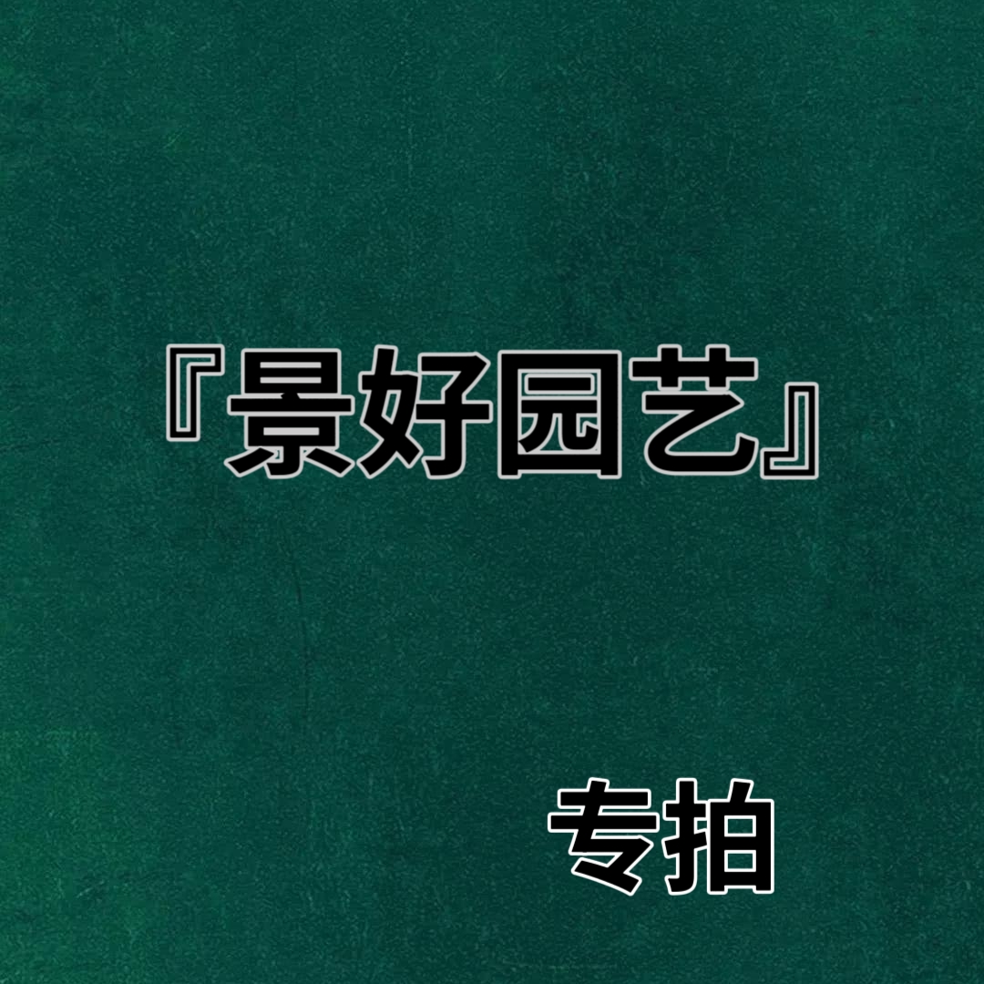 「景好园艺」真柏盆景过款专拍