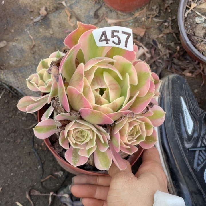 爱***你11厘米左右粉女巫457