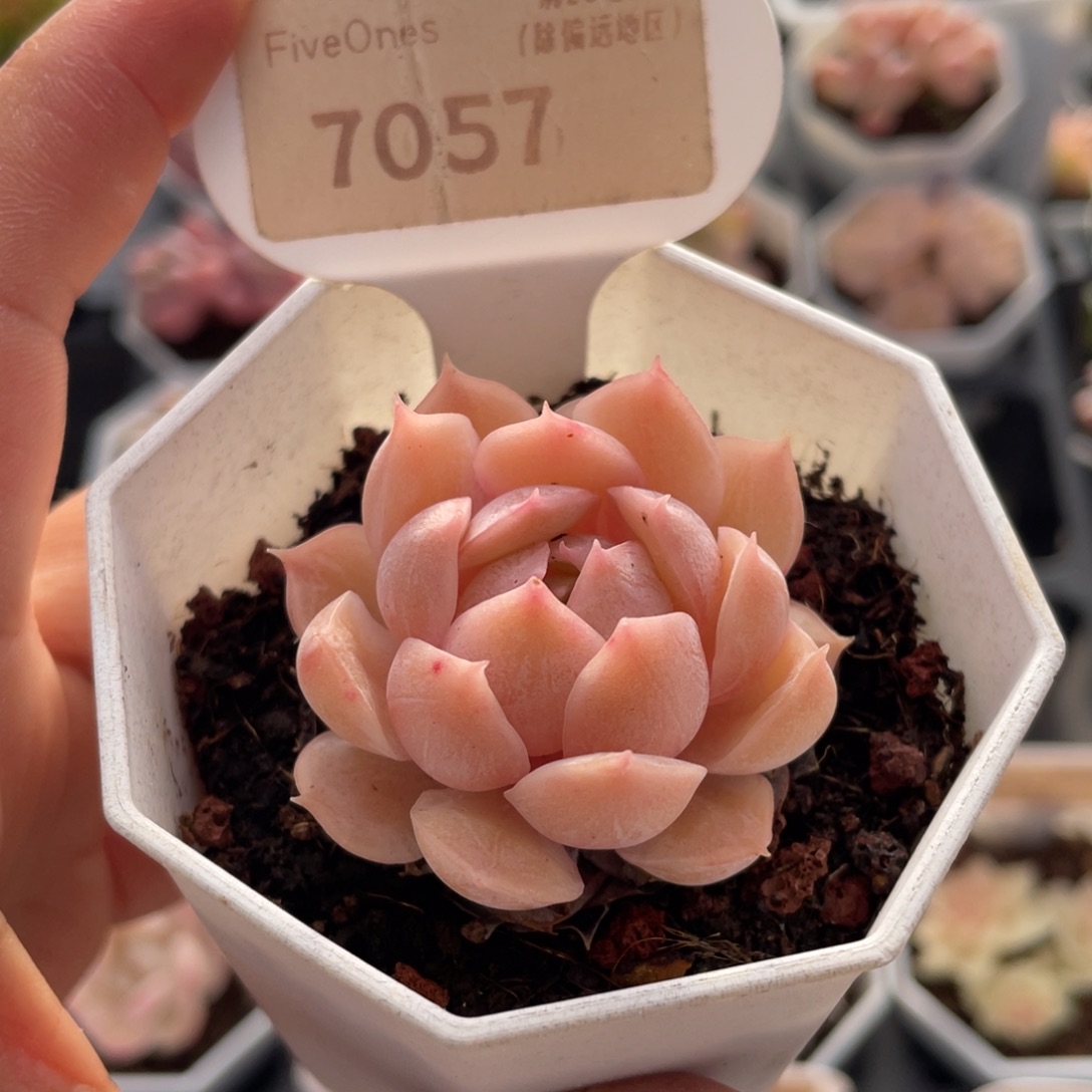 昂斯诺7057-4.0厘米