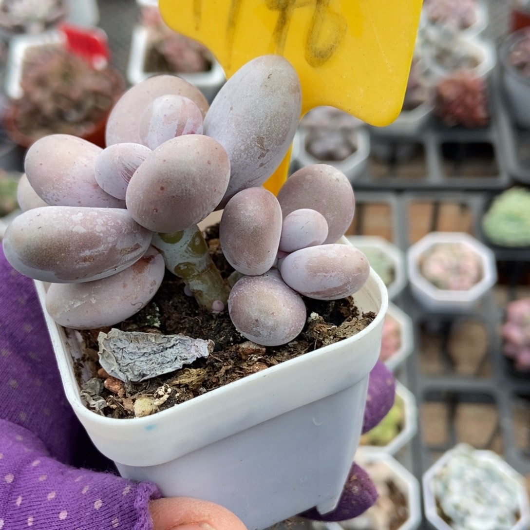 1946奶酪多肉 植物多肉