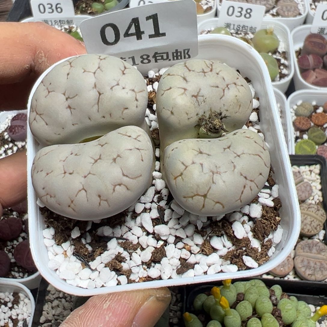 【闪购商品】 041。     