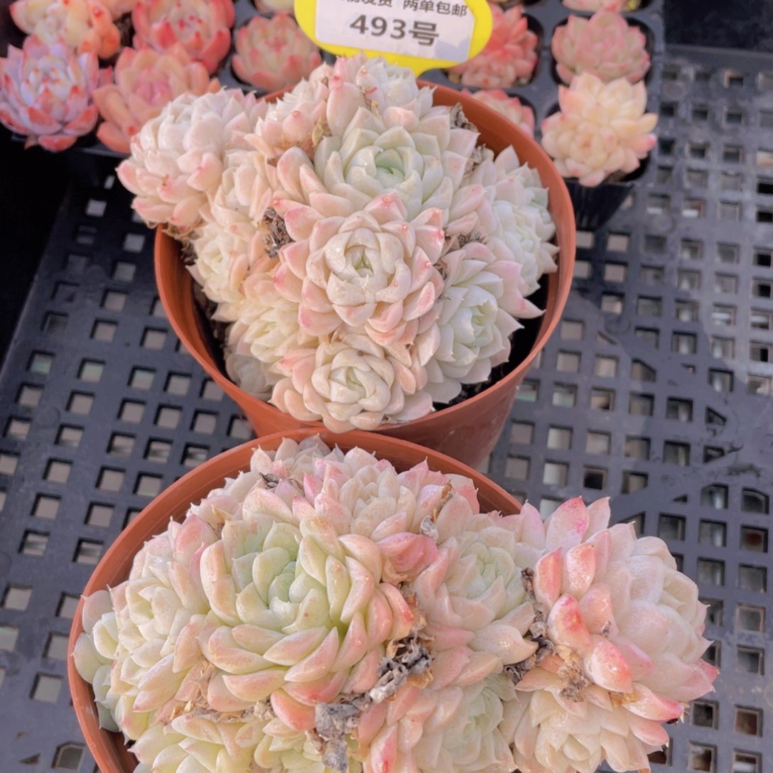 493号 全状态樱花白月影多头群一个