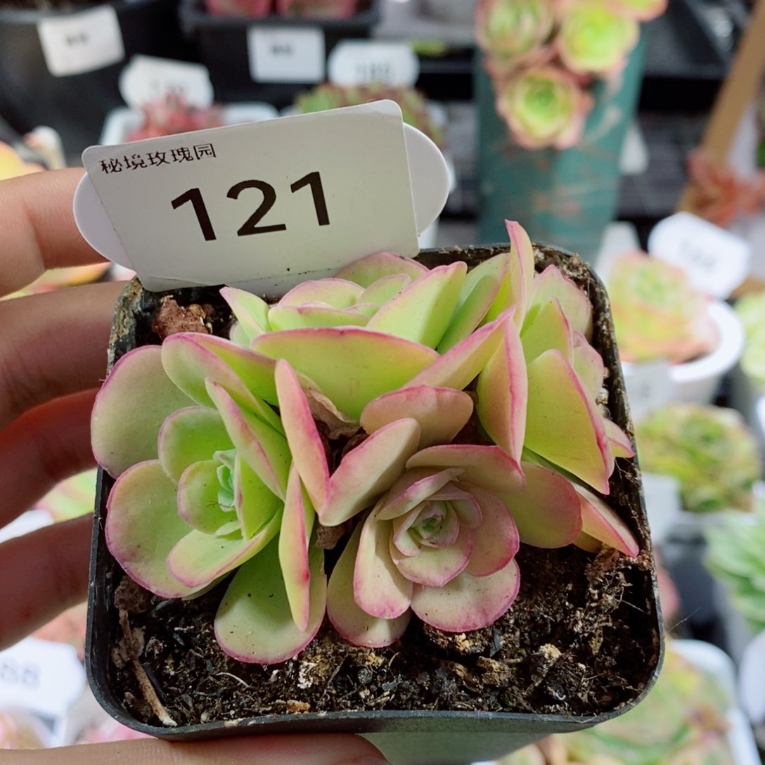 121璀璨（两两相对版）