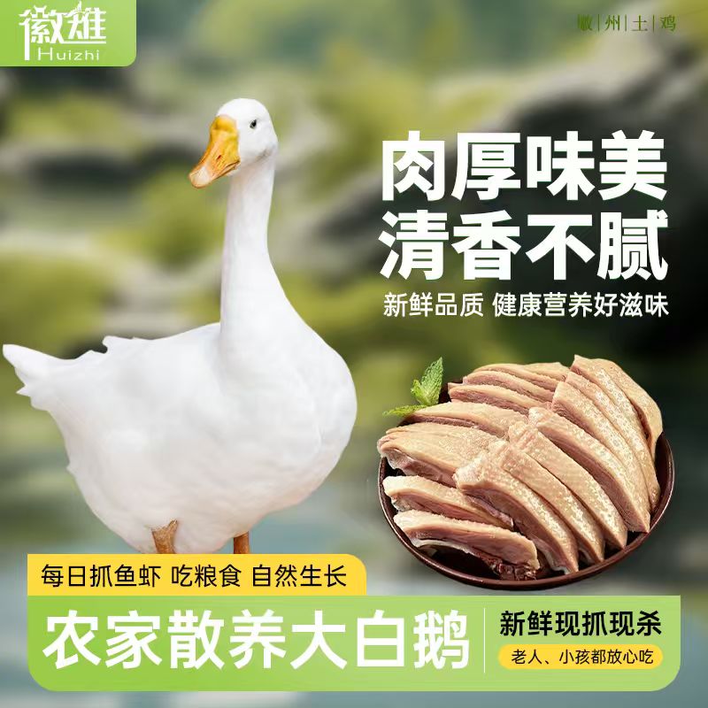 【徽雉】农场散养6斤土鹅肉大白鹅整只现杀新鲜放样鹅铁锅炖大鹅